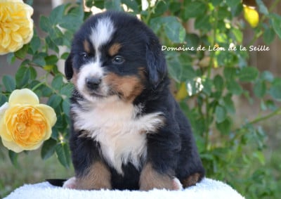 Les chiots de Bouvier Bernois