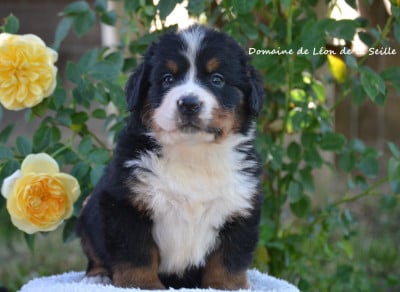 Les chiots de Bouvier Bernois