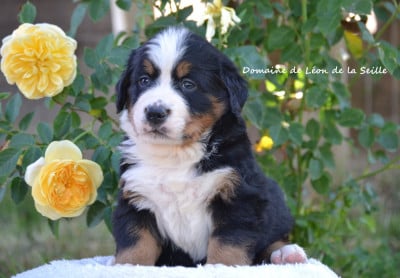 Les chiots de Bouvier Bernois