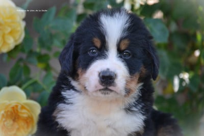 Les chiots de Bouvier Bernois