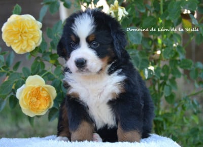 Les chiots de Bouvier Bernois