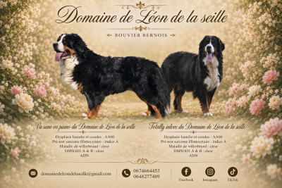 B - Bouvier Bernois