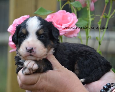 Les chiots de Bouvier Bernois