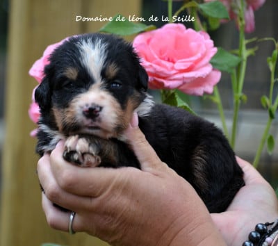 Les chiots de Bouvier Bernois