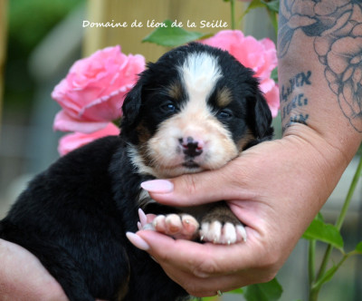 Les chiots de Bouvier Bernois