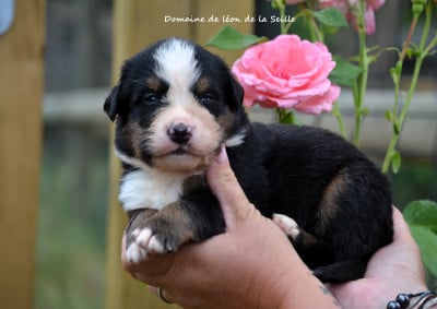 Les chiots de Bouvier Bernois