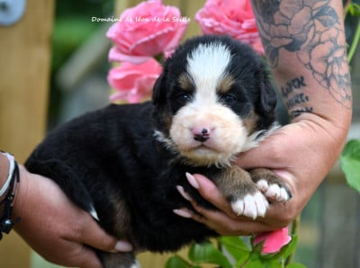 Les chiots de Bouvier Bernois