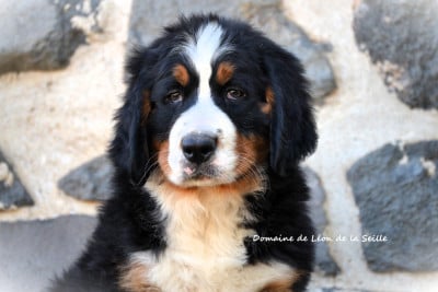 Les chiots de Bouvier Bernois