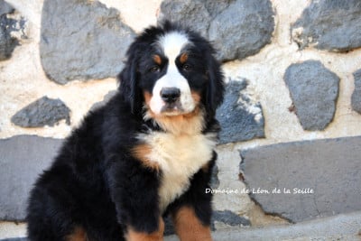 Les chiots de Bouvier Bernois