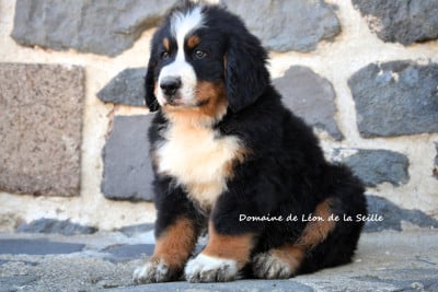 Les chiots de Bouvier Bernois