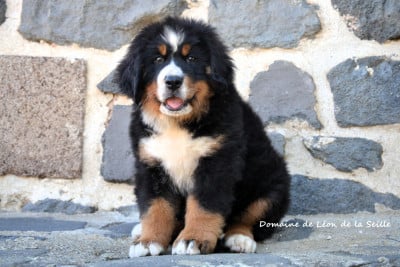 Les chiots de Bouvier Bernois