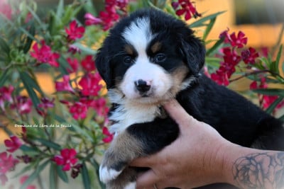 Les chiots de Bouvier Bernois
