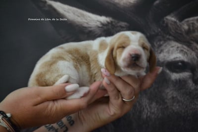 Les chiots de Basset Hound