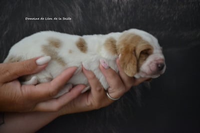 Les chiots de Basset Hound