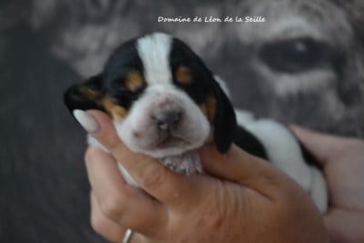 Les chiots de Basset Hound