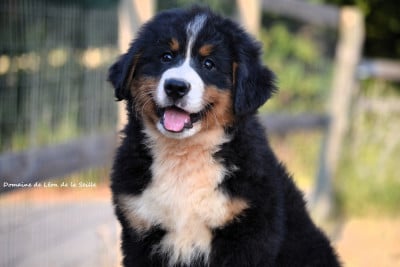 Les chiots de Bouvier Bernois