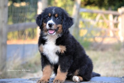 Les chiots de Bouvier Bernois
