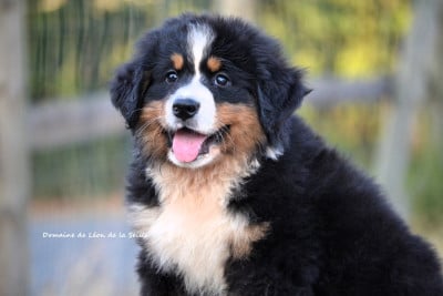 Les chiots de Bouvier Bernois
