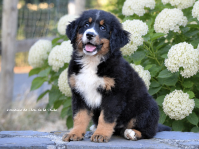 Les chiots de Bouvier Bernois