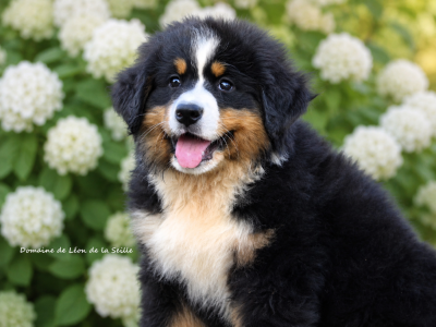 Les chiots de Bouvier Bernois