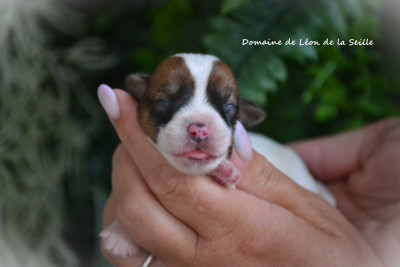 Les chiots de Jack Russell Terrier