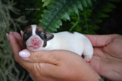 Les chiots de Jack Russell Terrier
