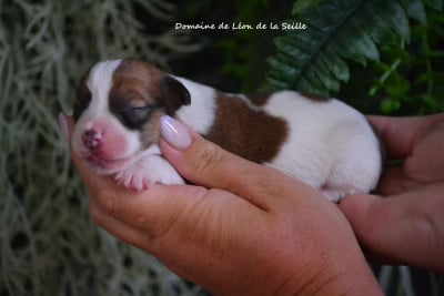 Les chiots de Jack Russell Terrier