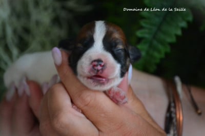 Les chiots de Jack Russell Terrier