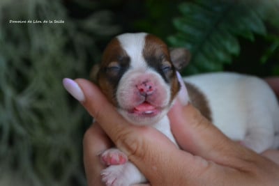 Les chiots de Jack Russell Terrier
