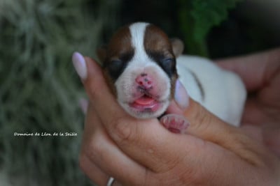 Les chiots de Jack Russell Terrier