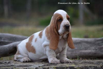 Les chiots de Basset Hound