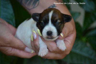 Les chiots de Jack Russell Terrier