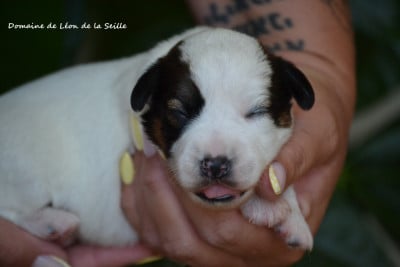 Les chiots de Jack Russell Terrier