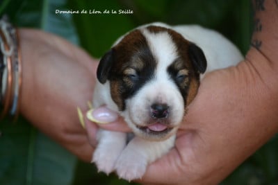 Les chiots de Jack Russell Terrier