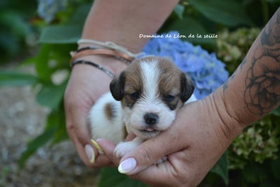 Les chiots de Jack Russell Terrier
