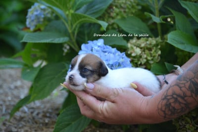 Les chiots de Jack Russell Terrier