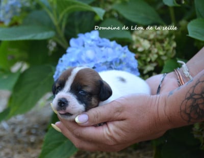 Les chiots de Jack Russell Terrier