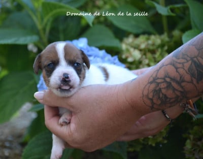 Les chiots de Jack Russell Terrier