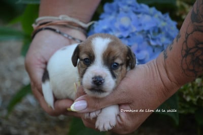 Les chiots de Jack Russell Terrier