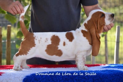 Les chiots de Basset Hound