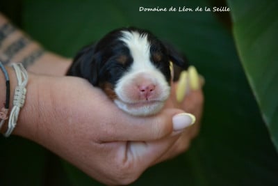 Les chiots de Bouvier Bernois