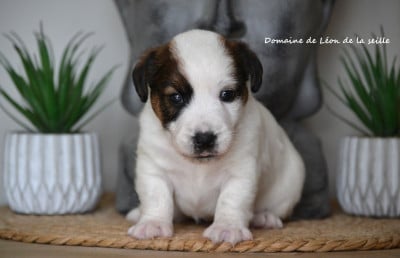 Les chiots de Jack Russell Terrier