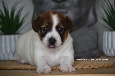 Les chiots de Jack Russell Terrier