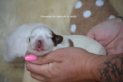 Les chiots de Jack Russell Terrier