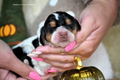 Basset Hound