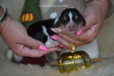 Les chiots de Basset Hound