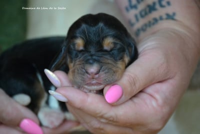 Les chiots de Basset Hound