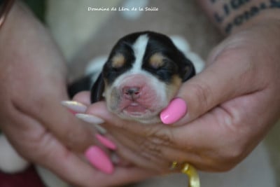 Les chiots de Basset Hound