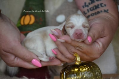 Les chiots de Basset Hound