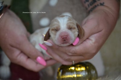 Les chiots de Basset Hound